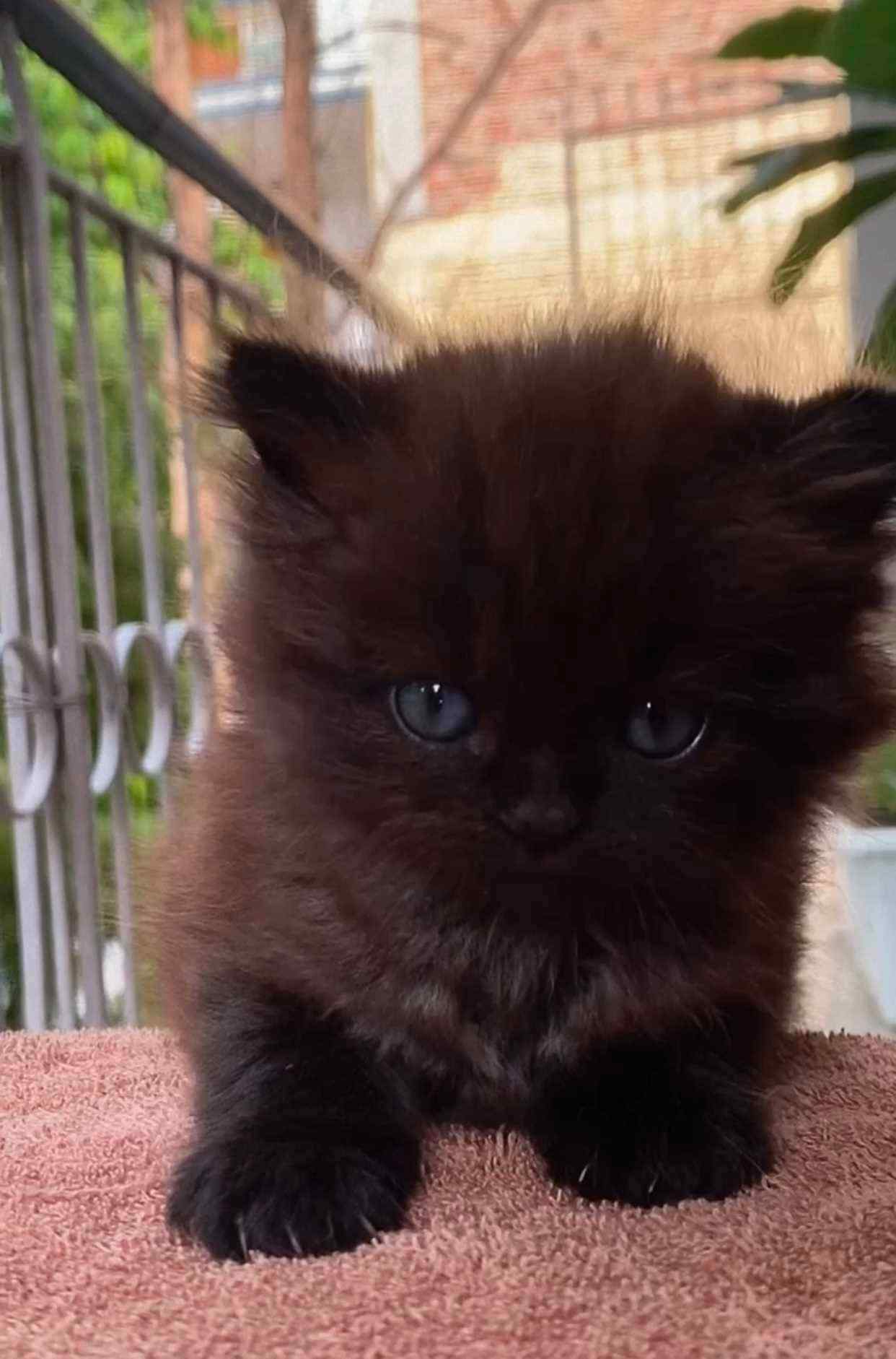 British Longhair For Sale In Delhi