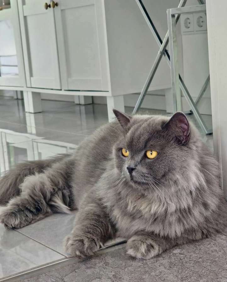 British Longhair For Sale In Delhi
