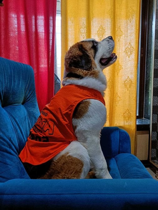 Saint Bernard Dogs For Mating In Mumbai