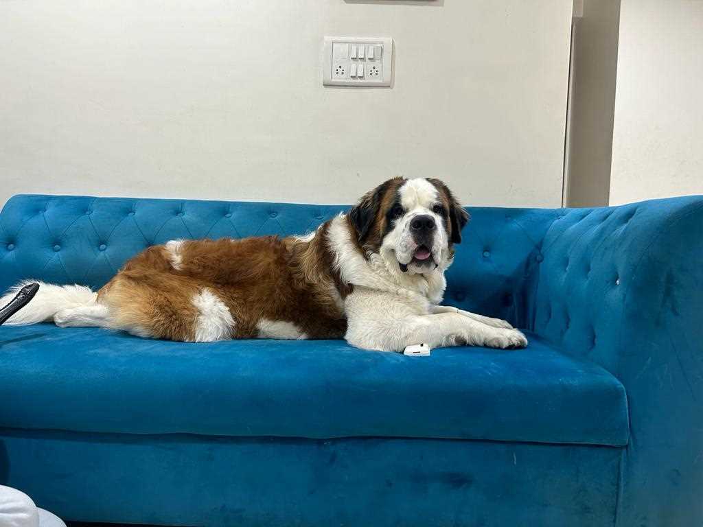 Saint Bernard Dogs For Mating In Mumbai