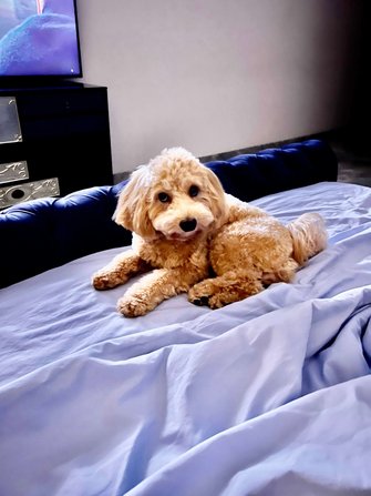 Maltipoo Dogs For Mating In Mumbai