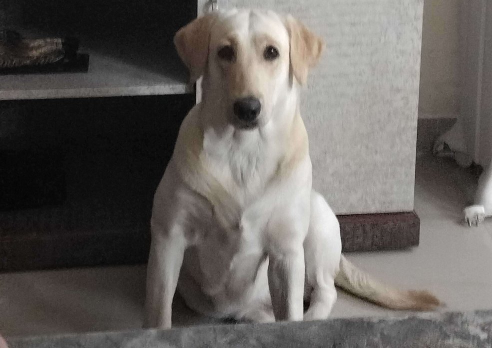 Labrador Retriever For Adoption In Udaipur
