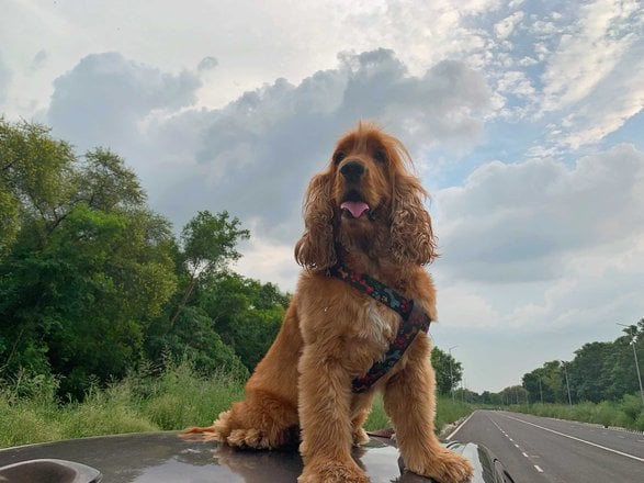 English Cocker Spaniel Dogs For Mating In Mohali