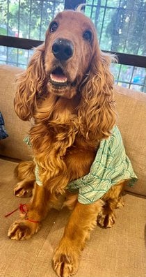 Cocker Spaniel Dogs For Mating In Mumbai