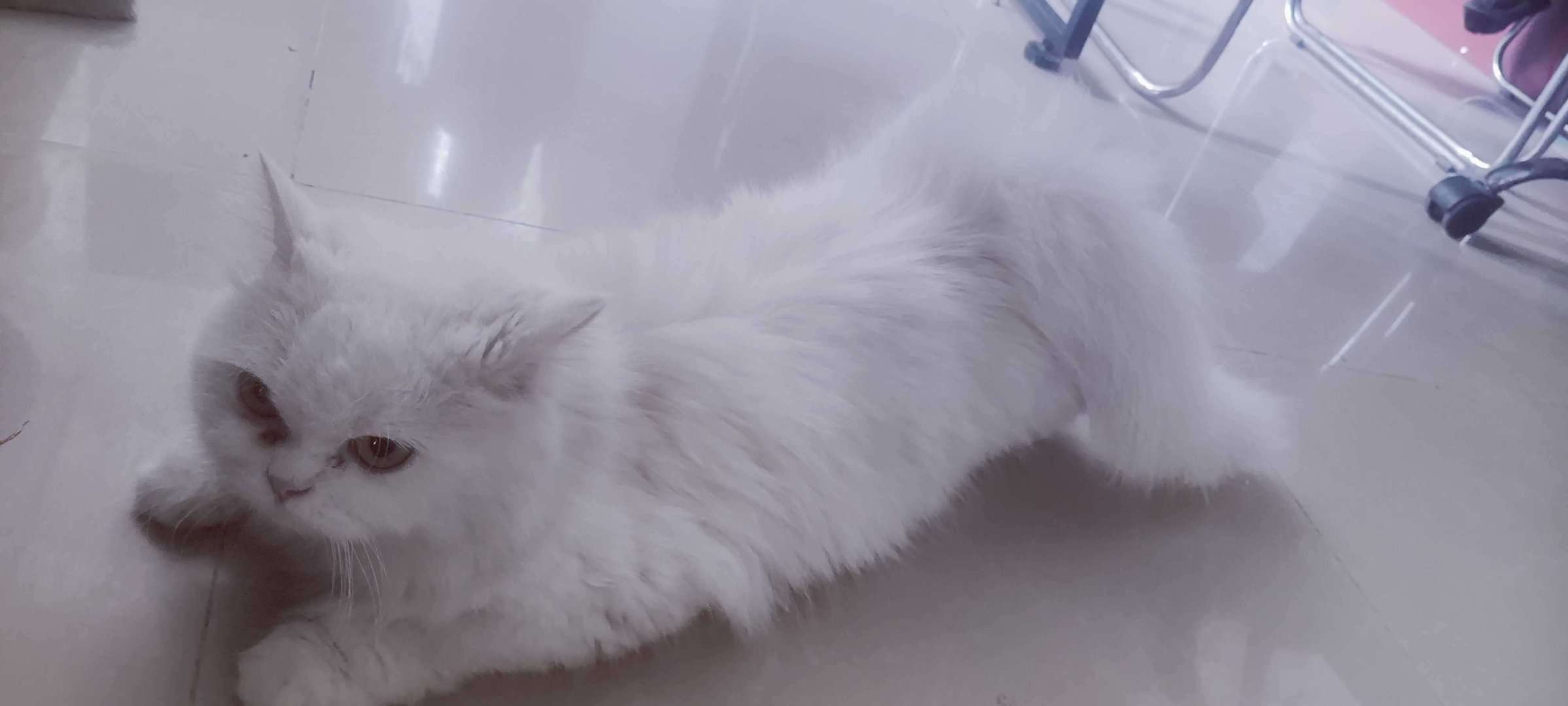 Persian Dogs For Mating In Chennai