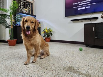 Golden Retriever Dogs For Mating In Salem