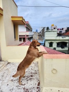 Golden Retriever Dogs For Mating In Salem