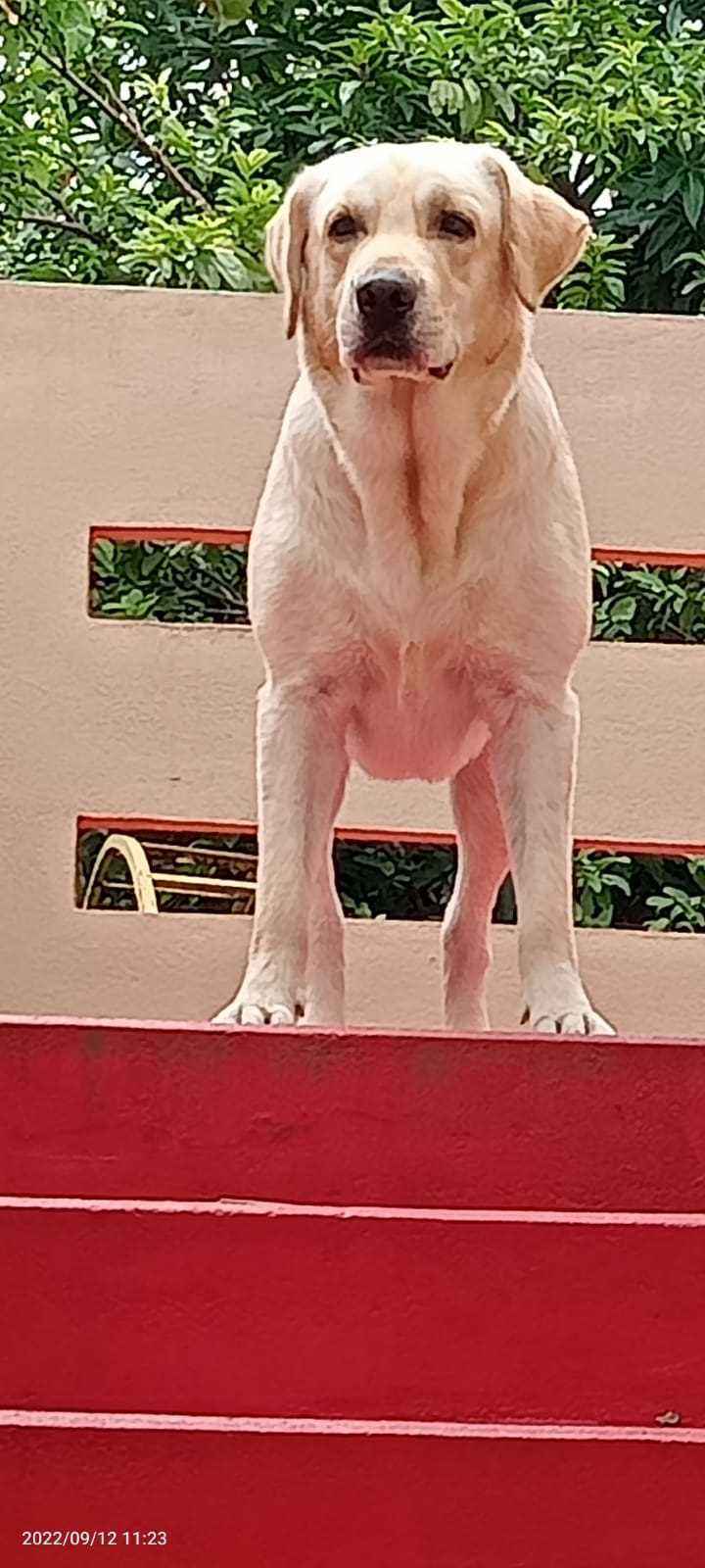 Labrador Retriever Dogs For Mating In Warangal