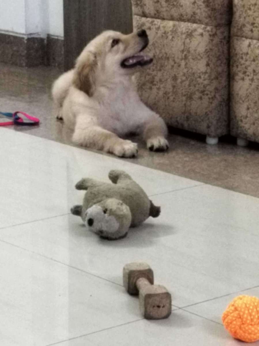 Golden Retriever For Sale In Raipur