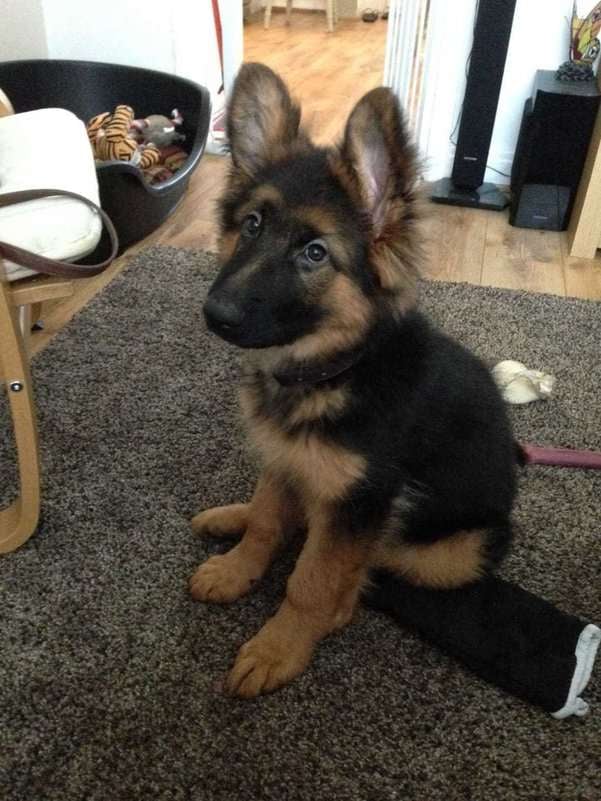 German Shepherd For Sale In Banka
