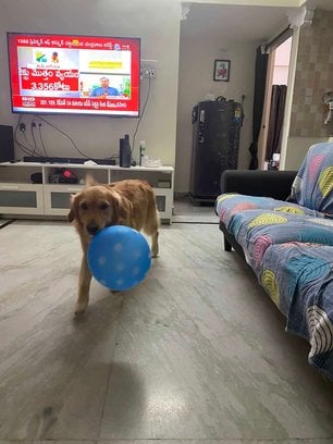 Golden Retriever Dogs For Mating In Hyderabad