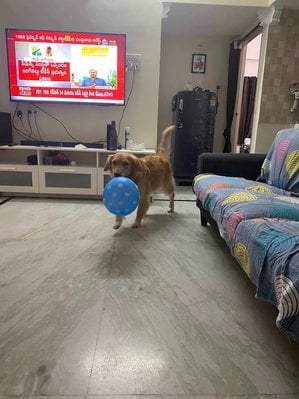 Golden Retriever Dogs For Mating In Hyderabad