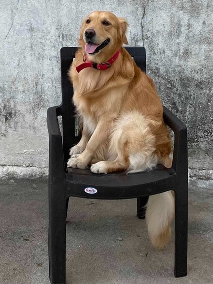 Golden Retriever Dogs For Mating In Hyderabad