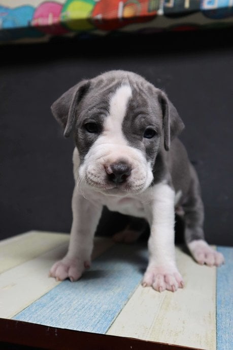 American Pit Bull Terrier For Sale In Coimbatore