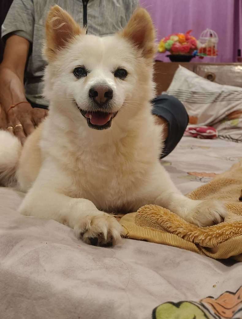 Pomeranian Dogs For Mating In Pithoragarh