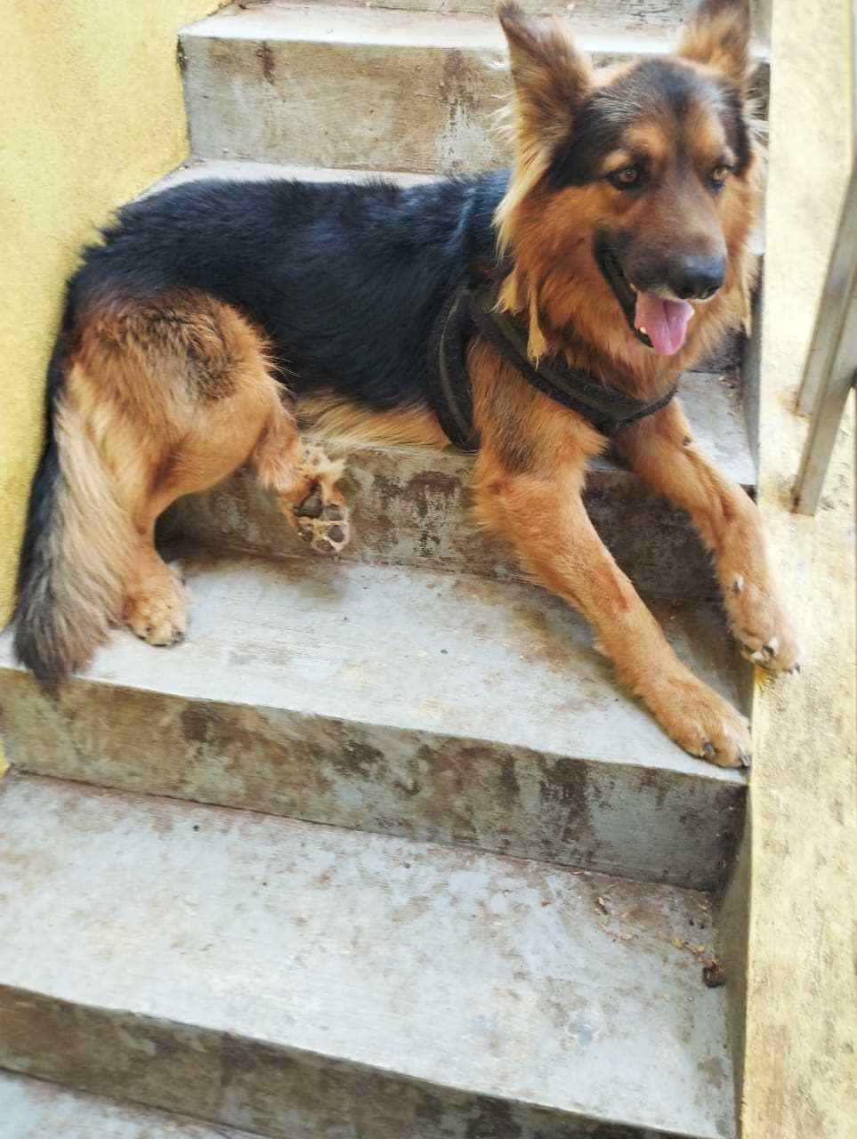 German Shepherd Dogs For Mating In Bangalore
