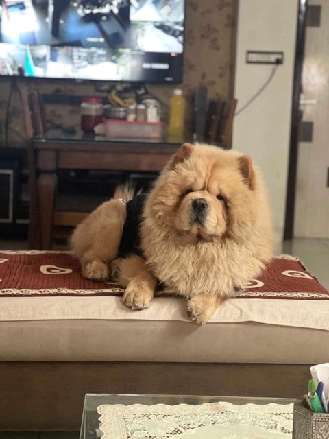 Chow Chow Dogs For Mating In Ahmedabad