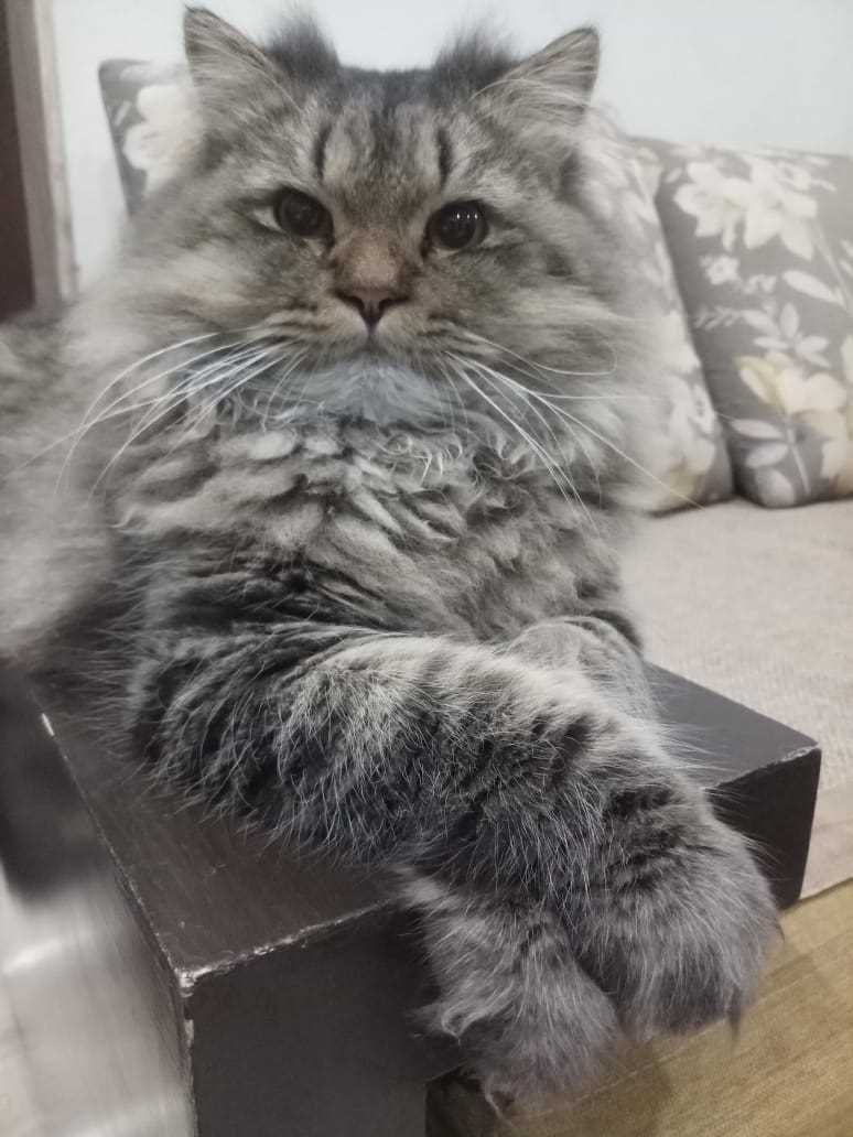 Maine Coon Dogs For Mating In Pune