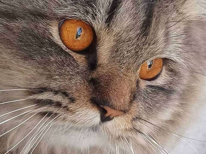 Maine Coon Dogs For Mating In Pune