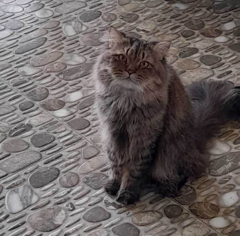 Maine Coon Dogs For Mating In Pune