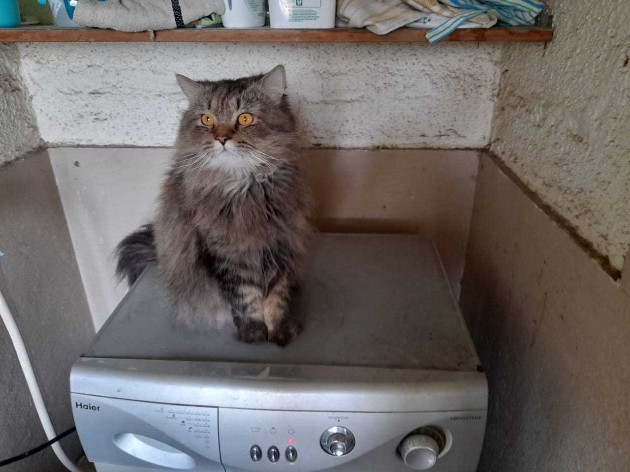 Maine Coon Dogs For Mating In Pune