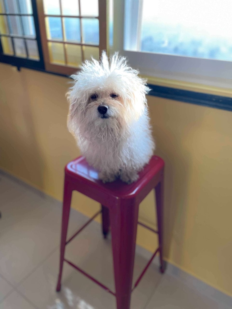 Poodle Dogs For Mating In Bangalore