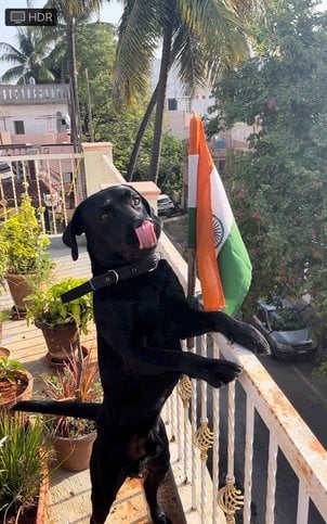 Labrador Retriever Dogs For Mating In Bangalore