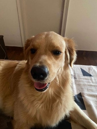 Golden Retriever Dogs For Mating In Noida