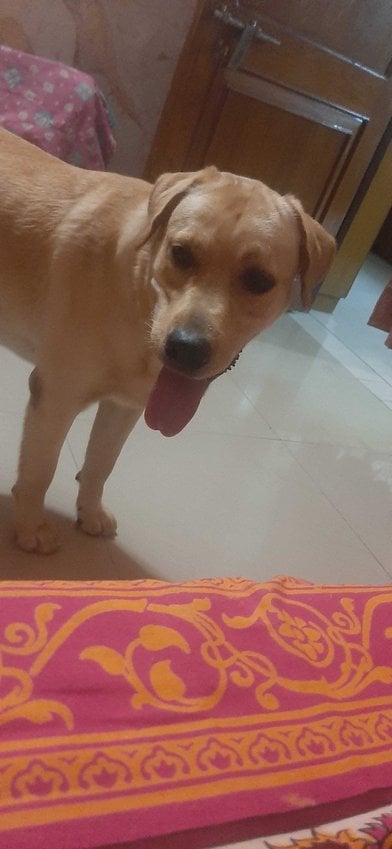 Labrador Retriever Dogs For Mating In Agra