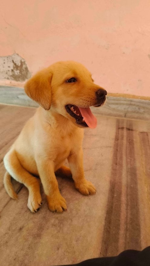 Labrador Retriever For Sale In Allahabad