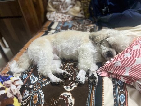 Shih Tzu Dogs For Mating In Delhi