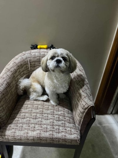 Shih Tzu Dogs For Mating In Delhi