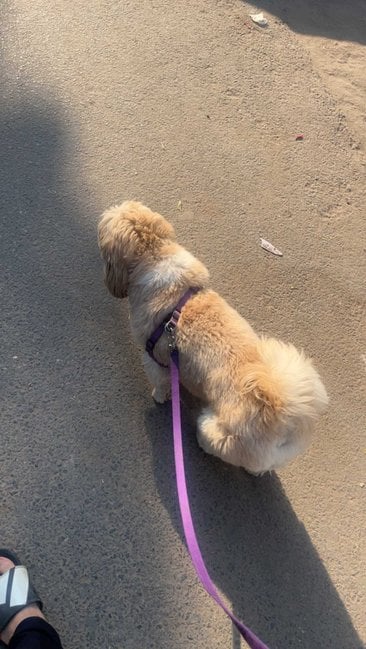 Shih Tzu Dogs For Mating In Delhi