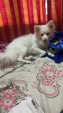 Pomeranian Dogs For Mating In Bangalore