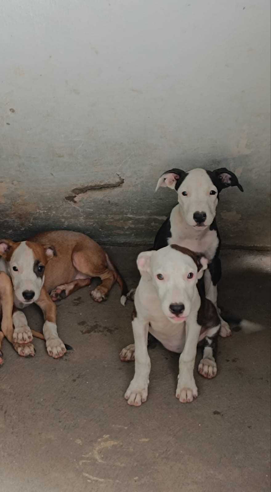 Pitbull For Sale In Thanjavur