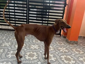 Mudhol hound Dogs For Mating In Anantapur
