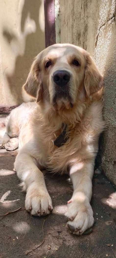 Golden Retriever Dogs For Mating In Bangalore