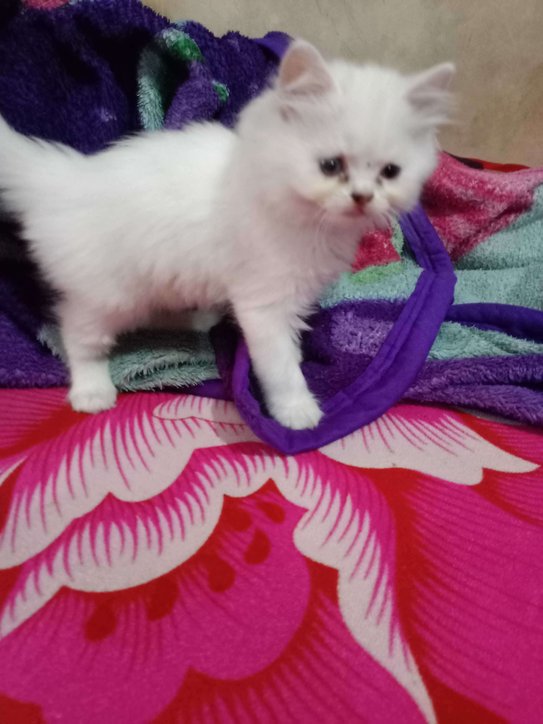 Persian For Sale In Parbhani