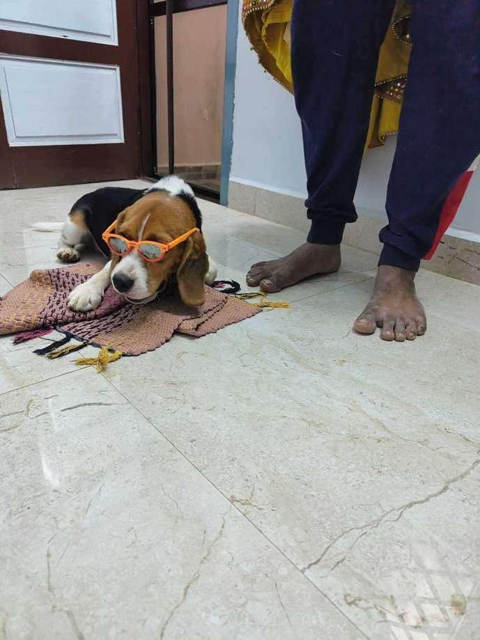 Beagle Dogs For Mating In Chennai