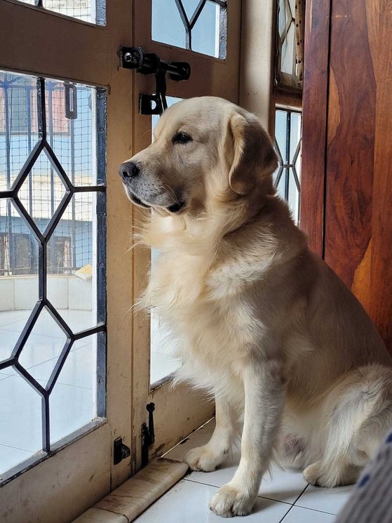 Golden Retriever Dogs For Mating In Bangalore