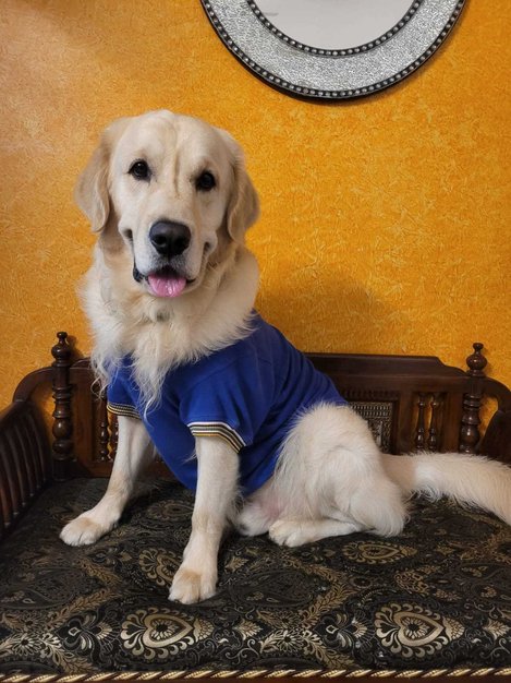 Golden Retriever Dogs For Mating In Bangalore