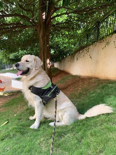 Golden Retriever Dogs For Mating In Bangalore