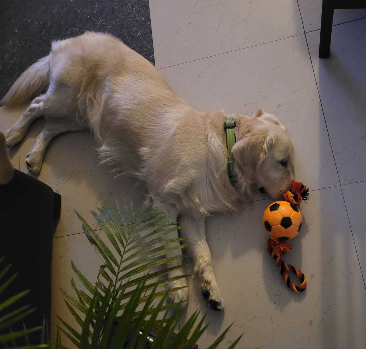Golden Retriever Dogs For Mating In Bangalore