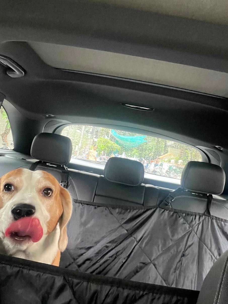 Beagle Dogs For Mating In Mumbai