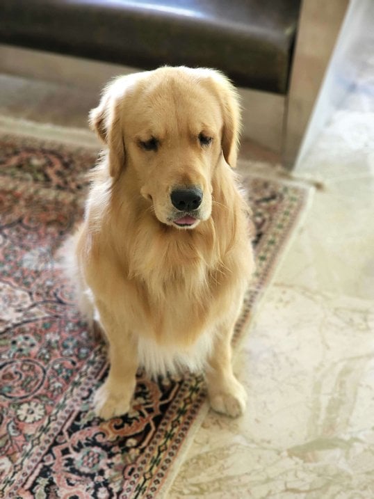 Golden Retriever Dogs For Mating In Pune
