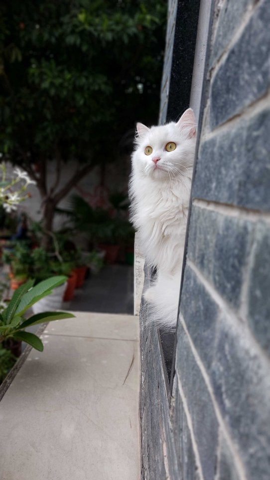Persian Dogs For Mating In Ahmedabad