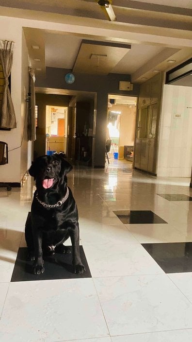 Labrador Retriever Dogs For Mating In Vadodara