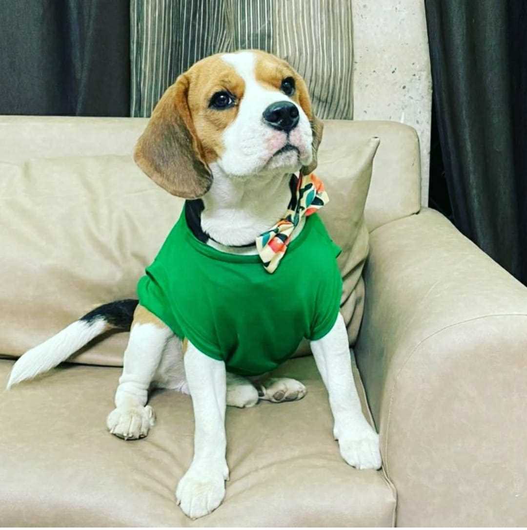 Beagle Dogs For Mating In Bhubaneswar