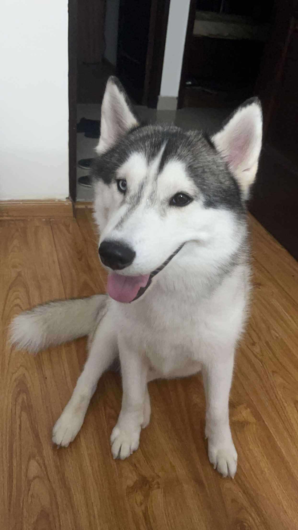 Siberian Husky Dogs For Mating In Ghaziabad