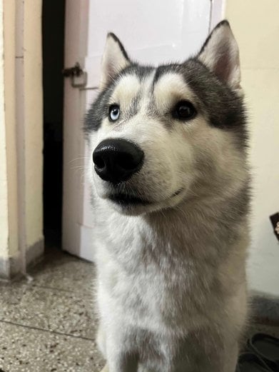 Siberian Husky Dogs For Mating In Ghaziabad